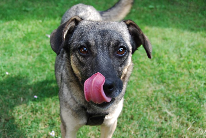 Cachorro passando a língua no focinho.