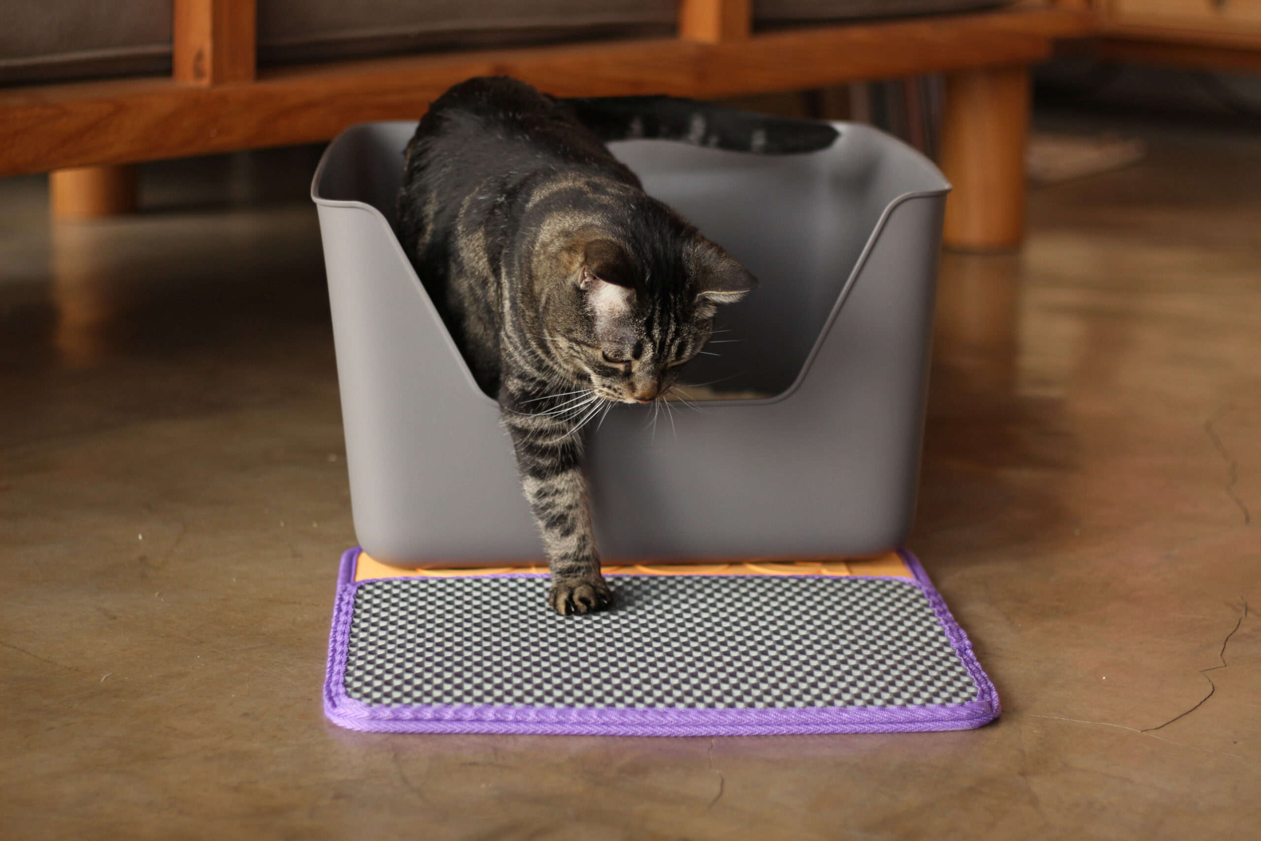 Gato colocando a pata no tapete de sanitário para gatos.