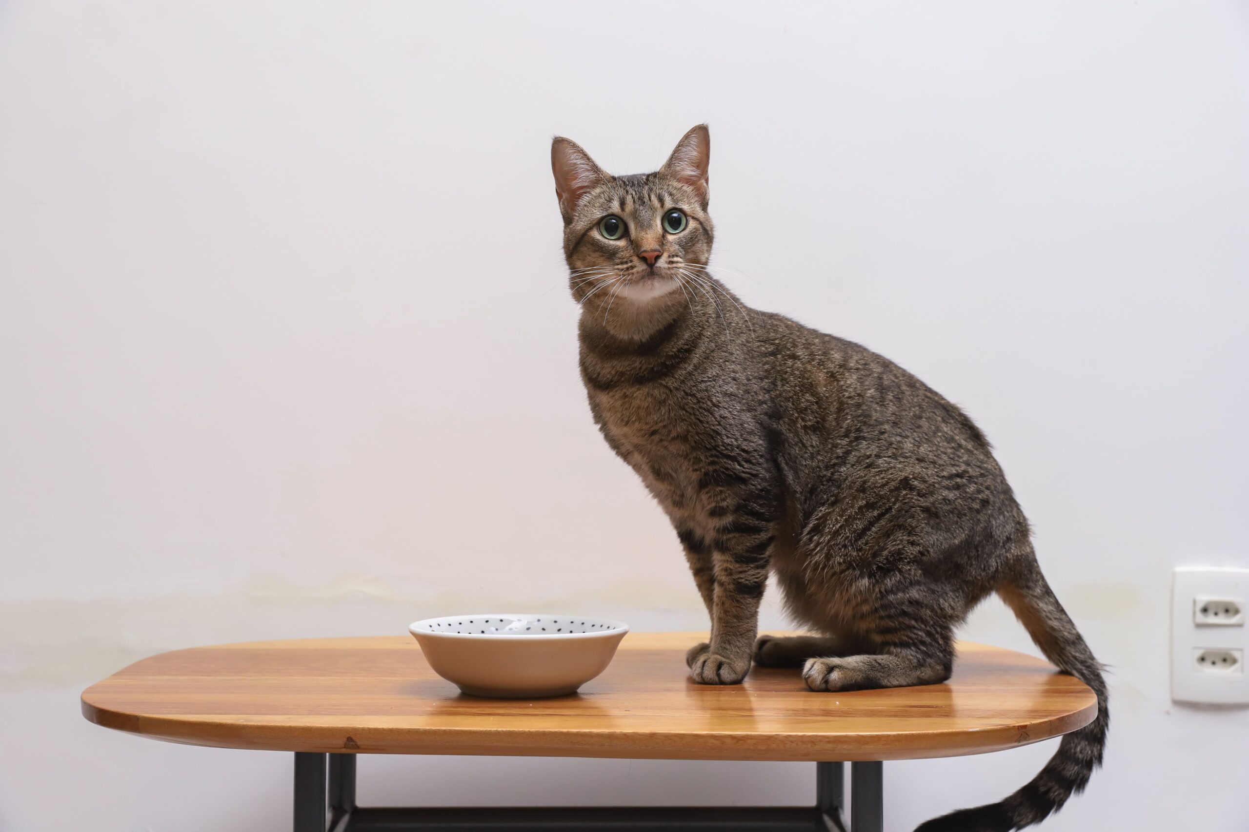 Gato olhando para o lado enquanto está em cima de uma mesa.