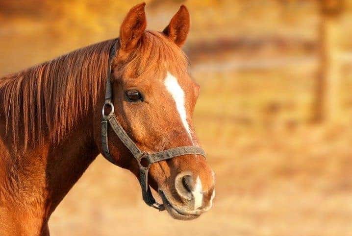 Cavalo com pelo marrom.