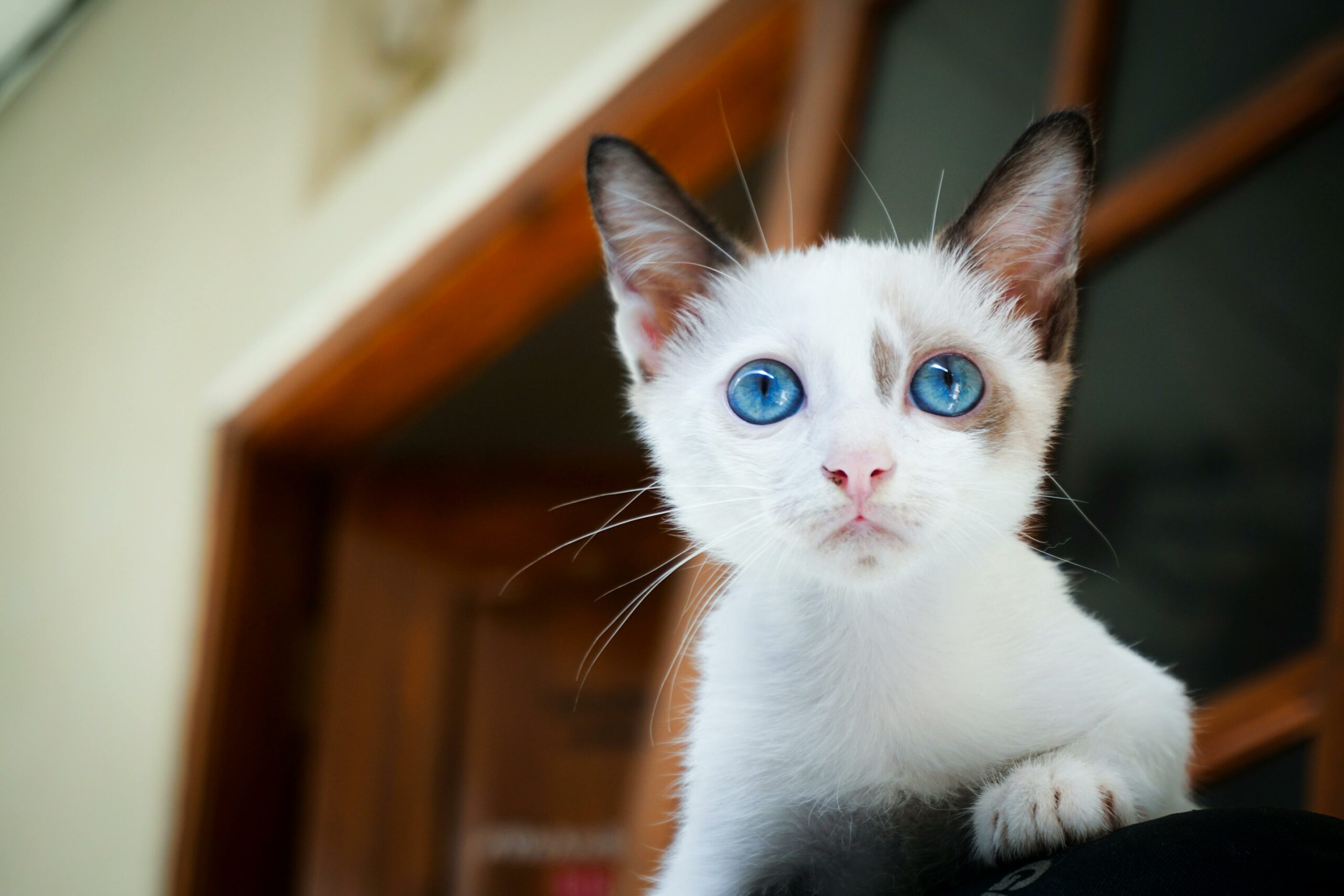 gatinho filhote branco