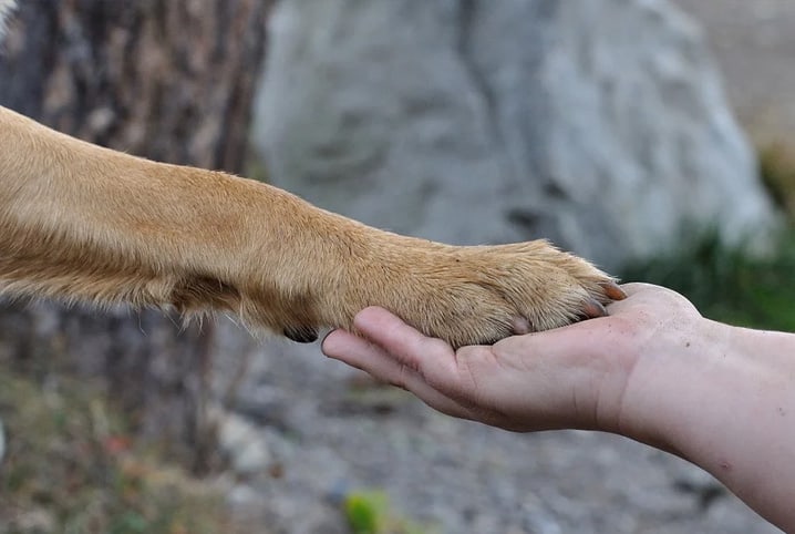 Tutor segurando pata de cachorro.