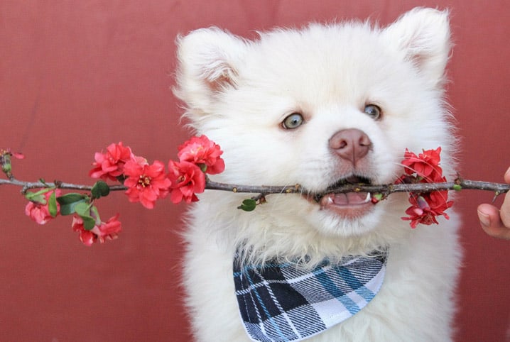 Cachorro com galho de planta na boca.