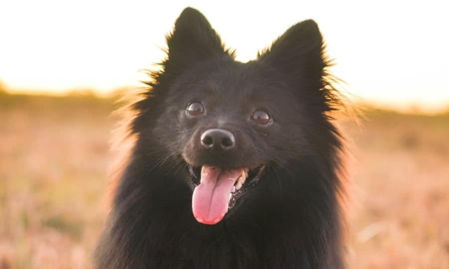 Spitz Alemão com pelos pretos.