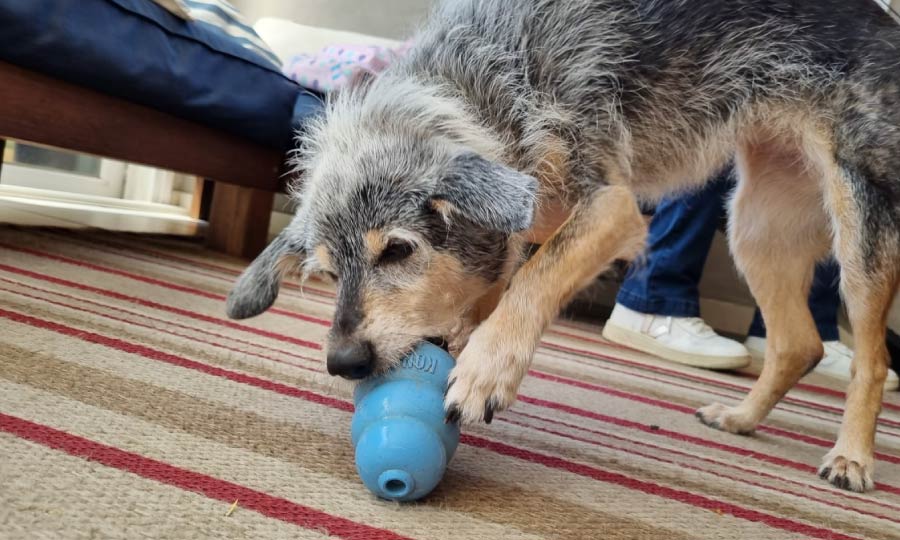 Cachorro comendo ração dentro do brinquedo interativo.