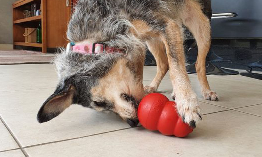 Cachorro comendo ração dentro do brinquedo interativo na cor vermelha.