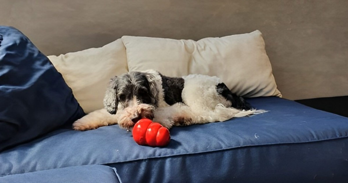 Cachorro comendo ração dentro do brinquedo interativo, em cima do sofá.