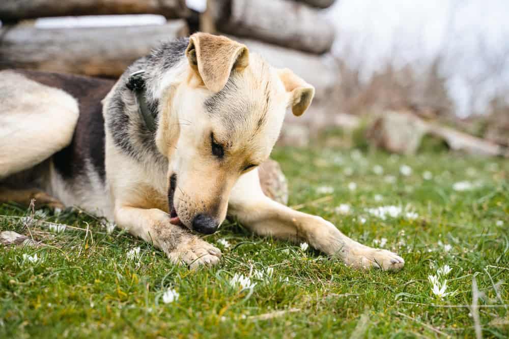 Imagem de cachorro se coçando