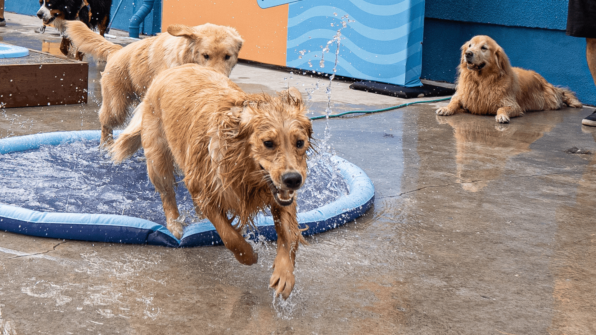 Imagem de cachorro brincando na água