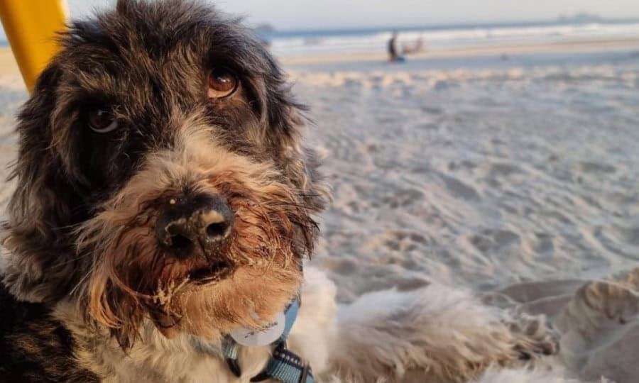 Cachorro deitado na praia. 