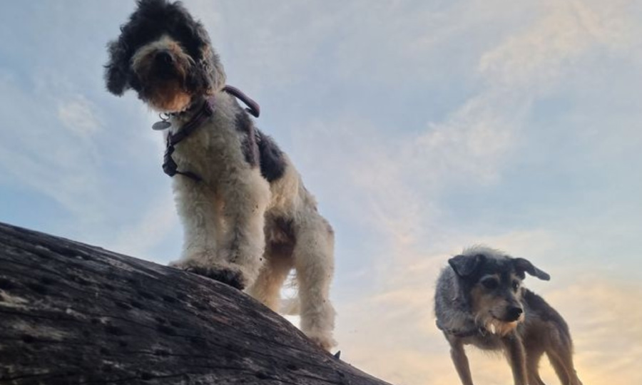 Dois cachorros em cima de uma pedra da praia.