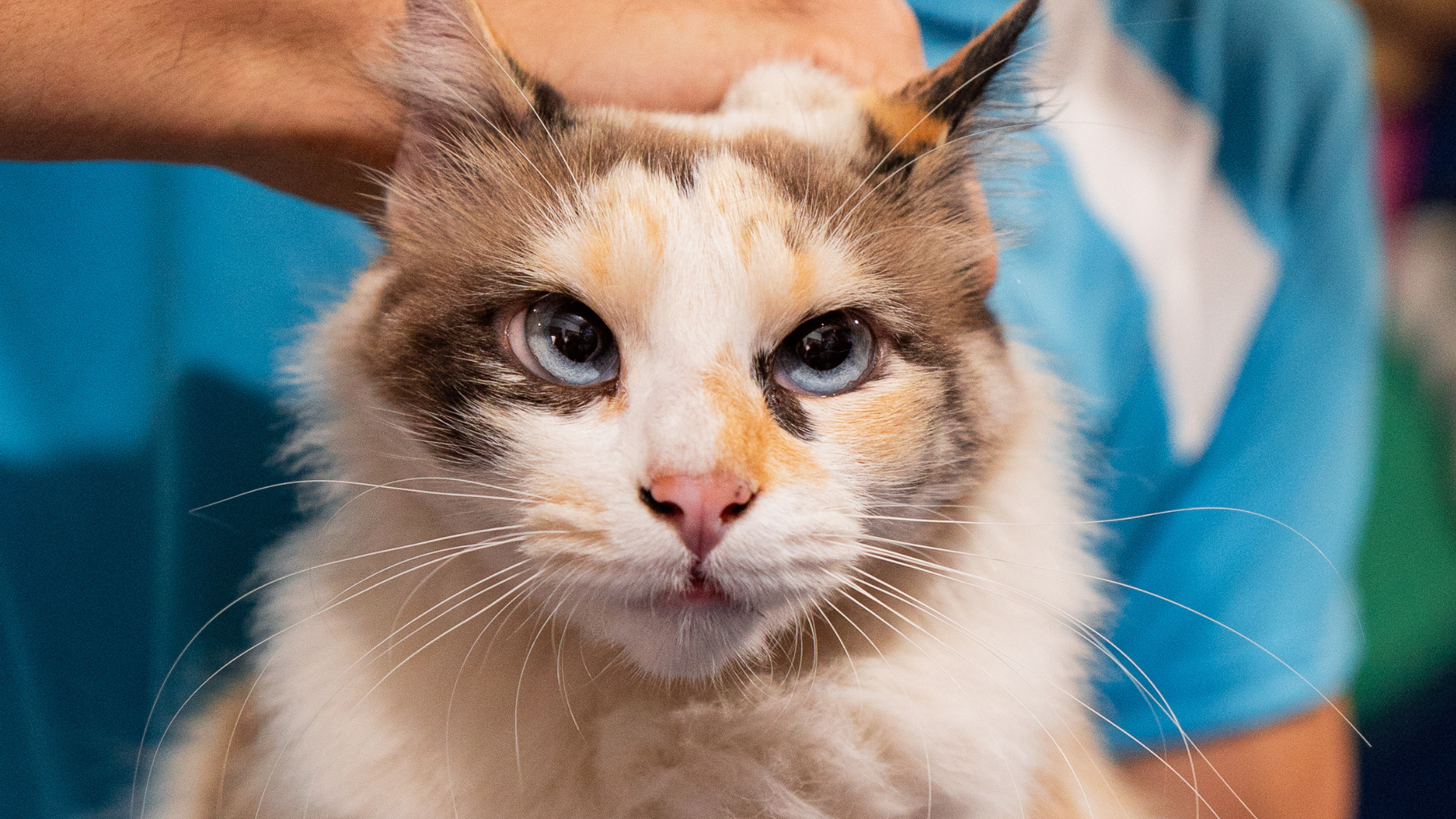 Gato com pelos mesclados e olhos azuis.