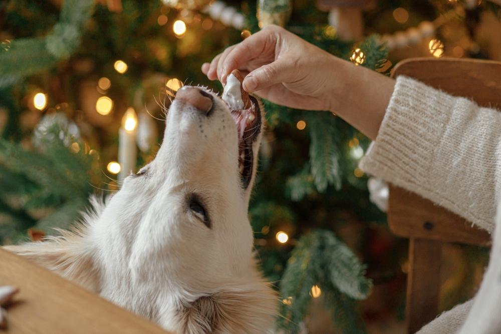 Imagem de cachorro comendo petisco