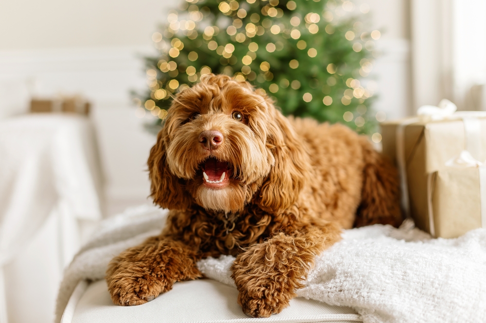 Imagem de cachorro em frente a árvore de Natal