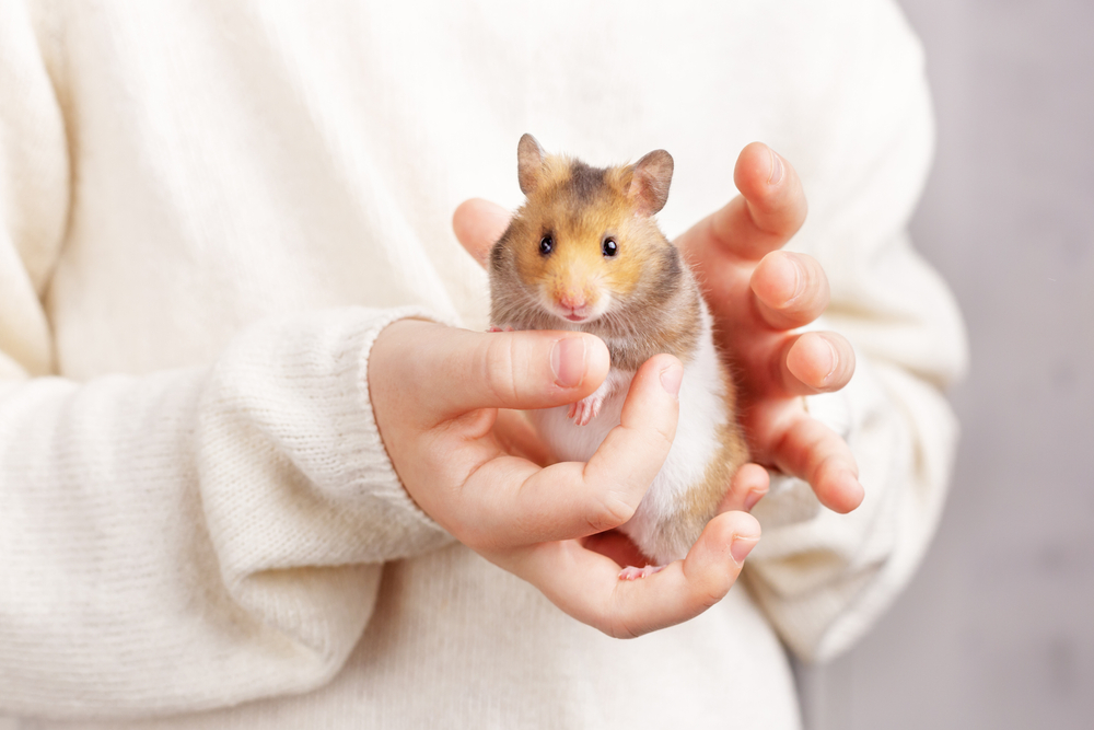 Hamster na mão da tutora.