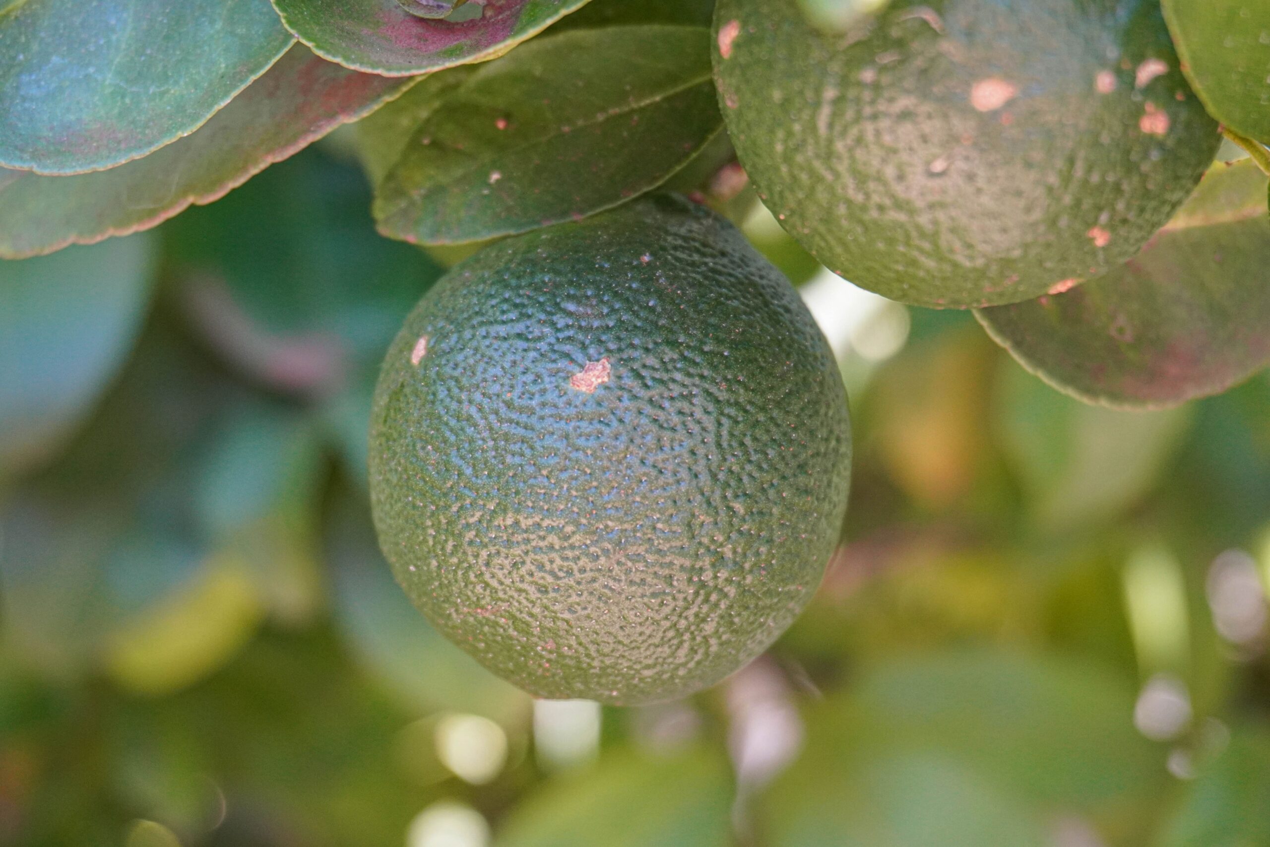 Imagem de fruta