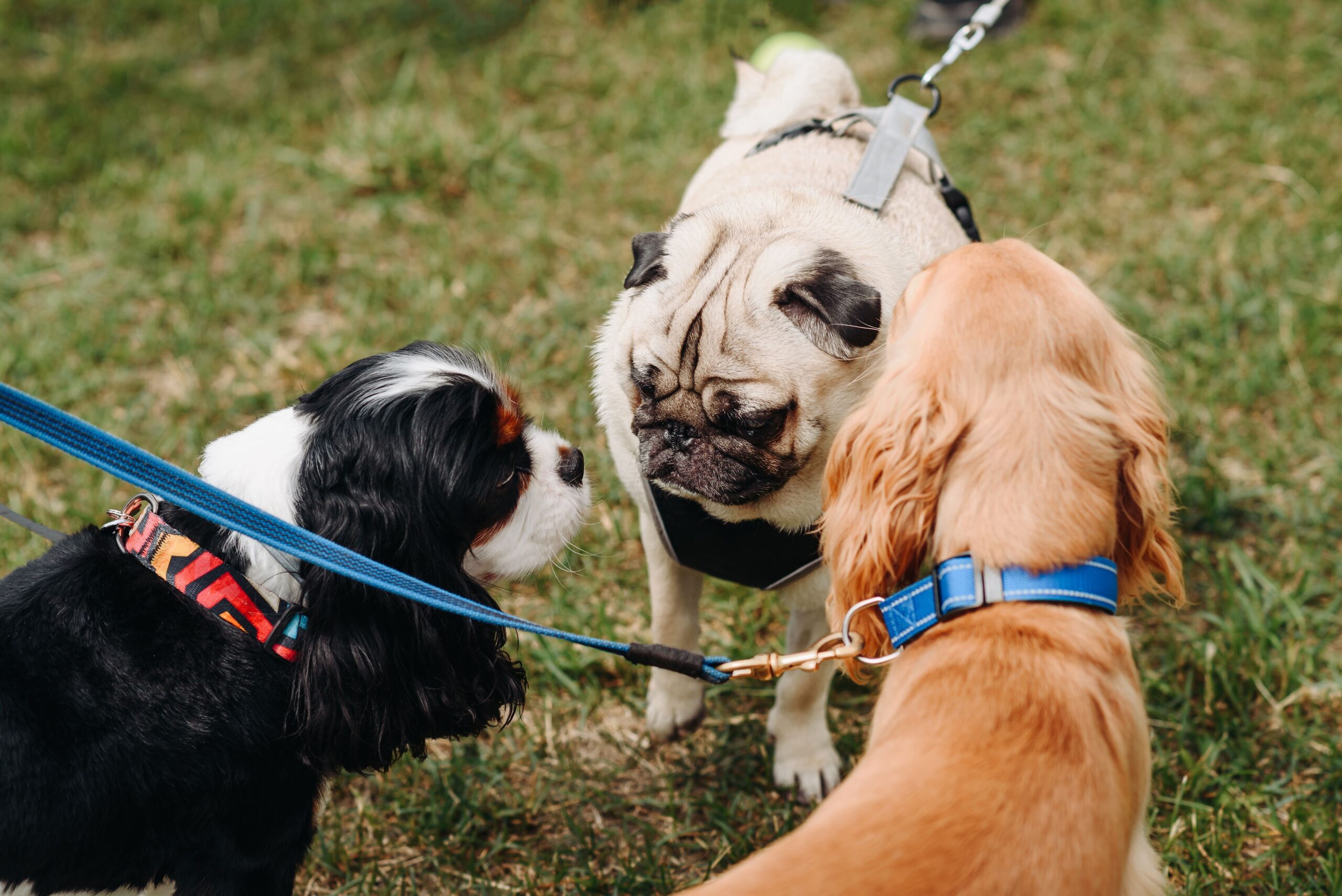 Cachorros se cheirando durante passeio.