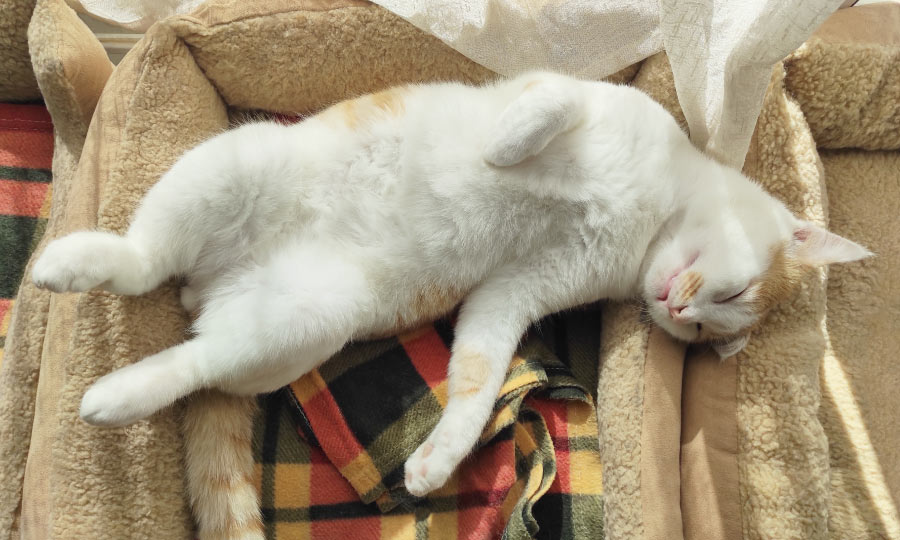 Gato dormindo com a barriga para cima.