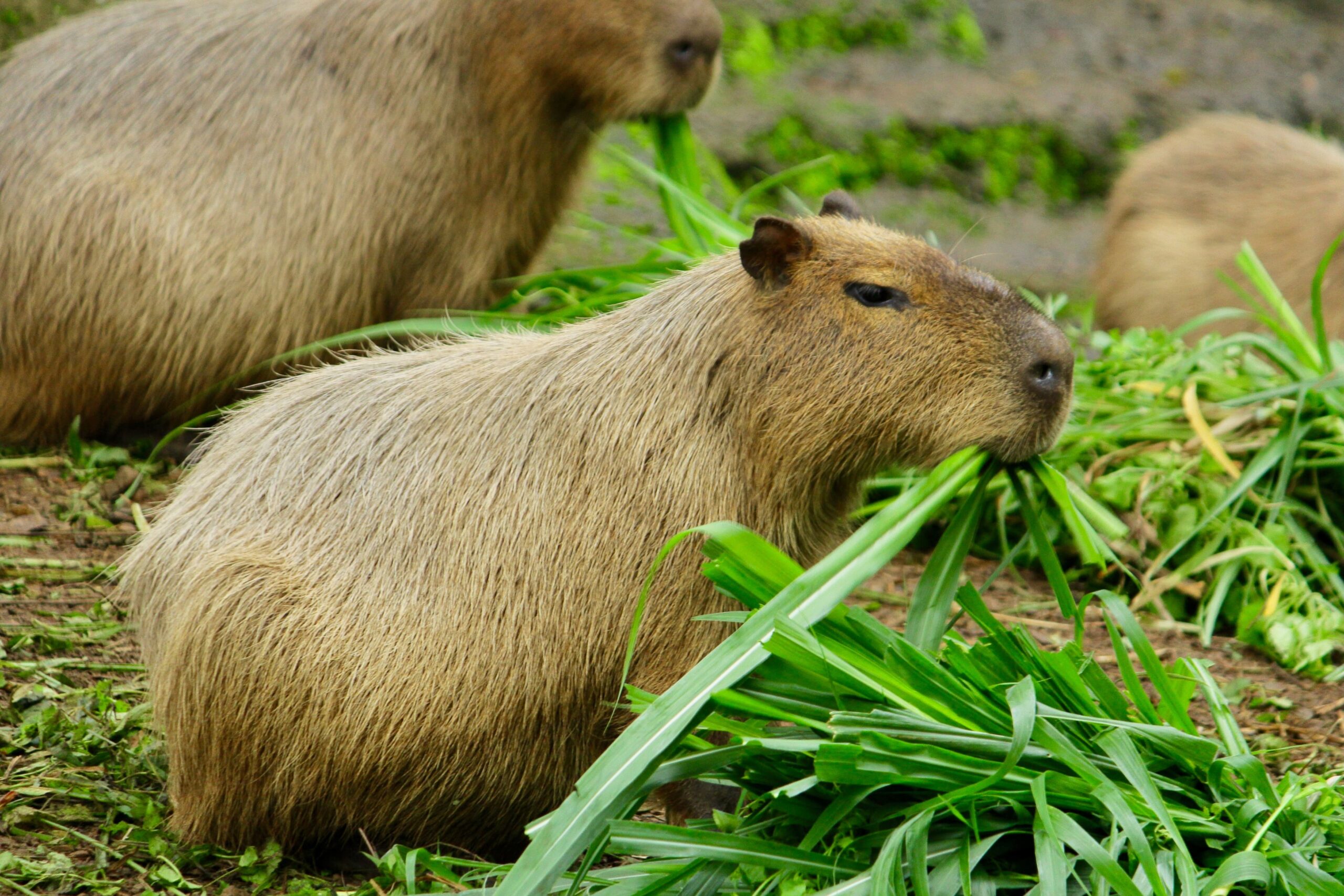 Imagem de capivara