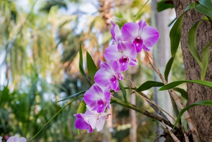 Orquídeas rosas.