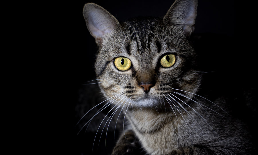 Gato cinza com olhos amarelados.