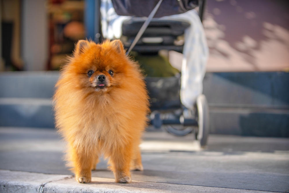 Imagem de Lulu da Pomerânia