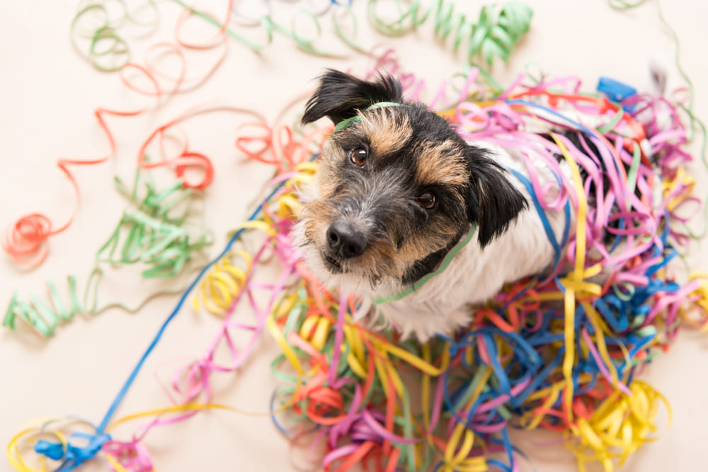 Cachorro em meio as serpentinas de carnaval.