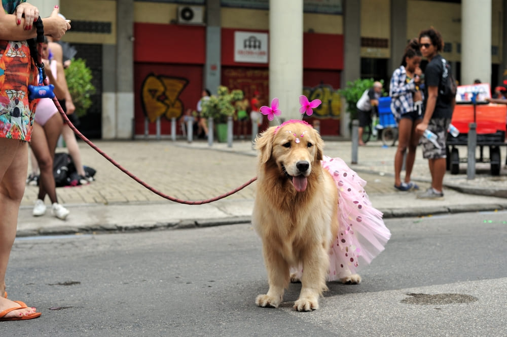 Golden com saia de tule rosa.