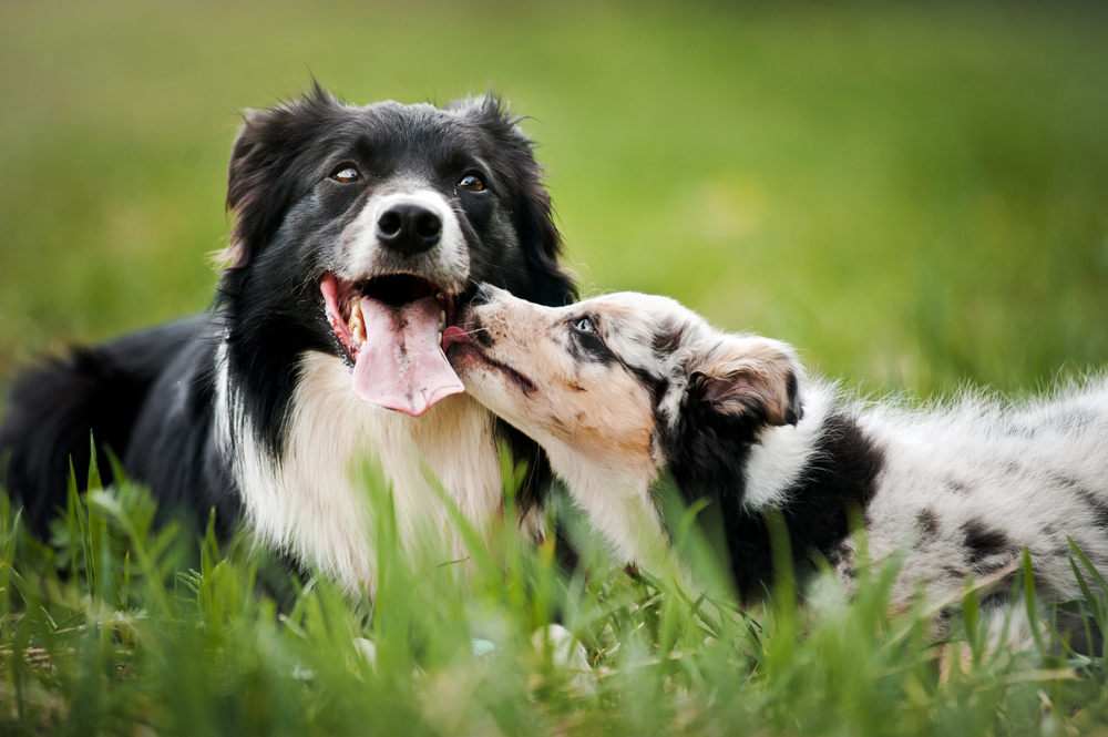 Imagem de cachorros na grama