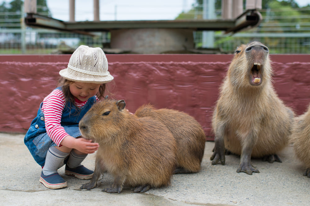 Menina fazendo carinho em capivara.