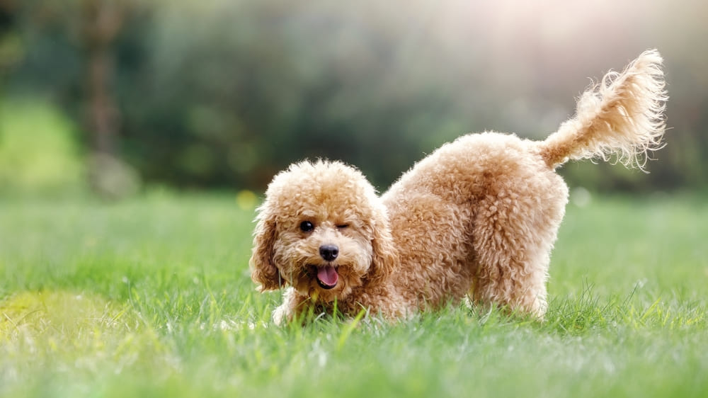 Cachorro poodle com o rabo para cima na grama.