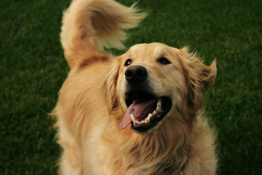 Cachorro Golden sorrindo ao olhar para cima.