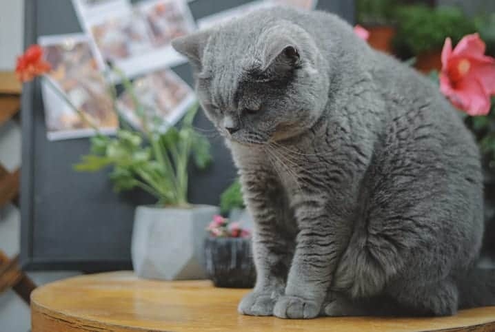 Gato cinza em cima de mesa de madeira com flores.