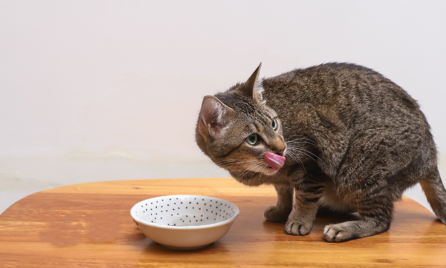 Gato próximo a uma tigela branca em cima da mesa.