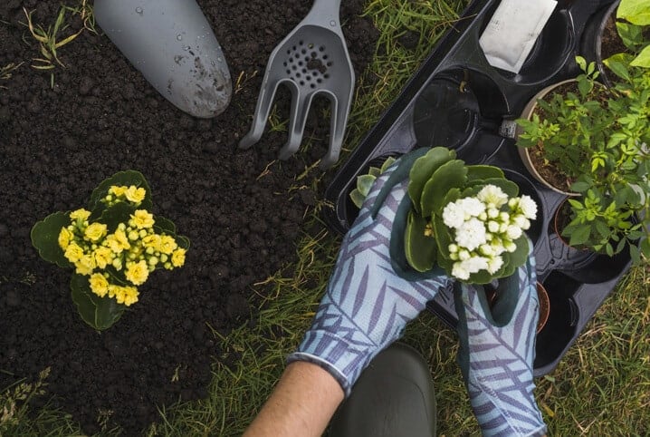 Mulher de luvas colocando muda de planta na terra.