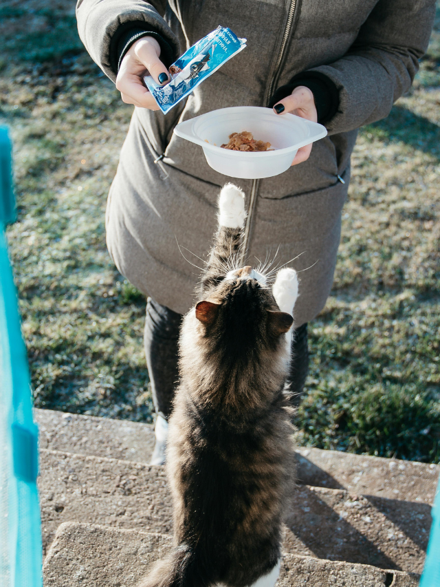 Gato se pendurando para alcançar o comedouro na mão da tutora.