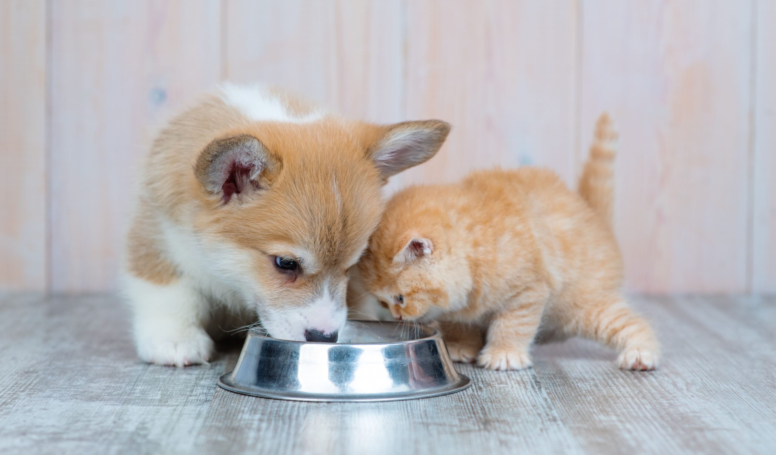 Gato e cachorro filhote comendo no comedouro de inox.