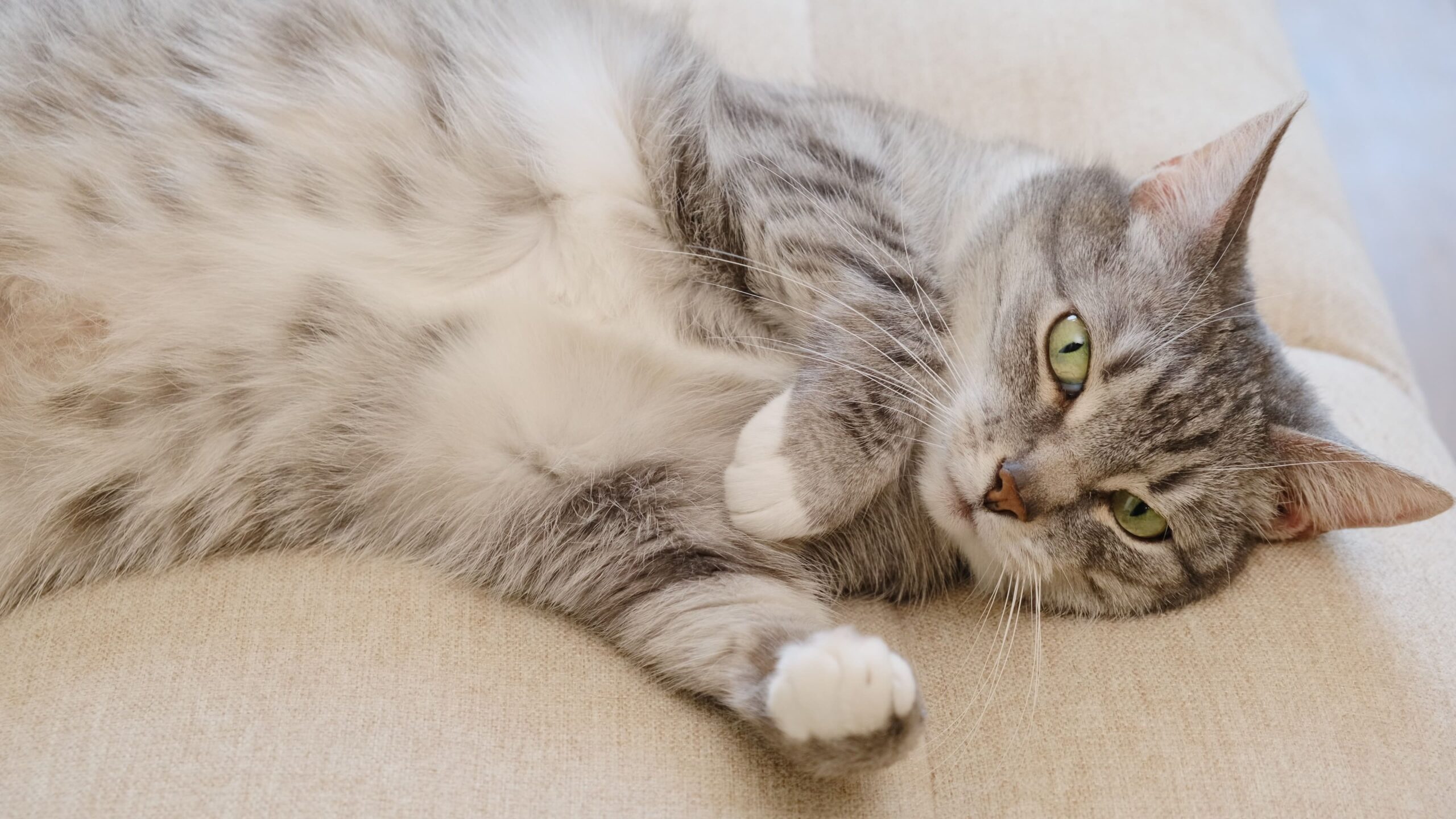 Gato deitado com a barriga para o lado.