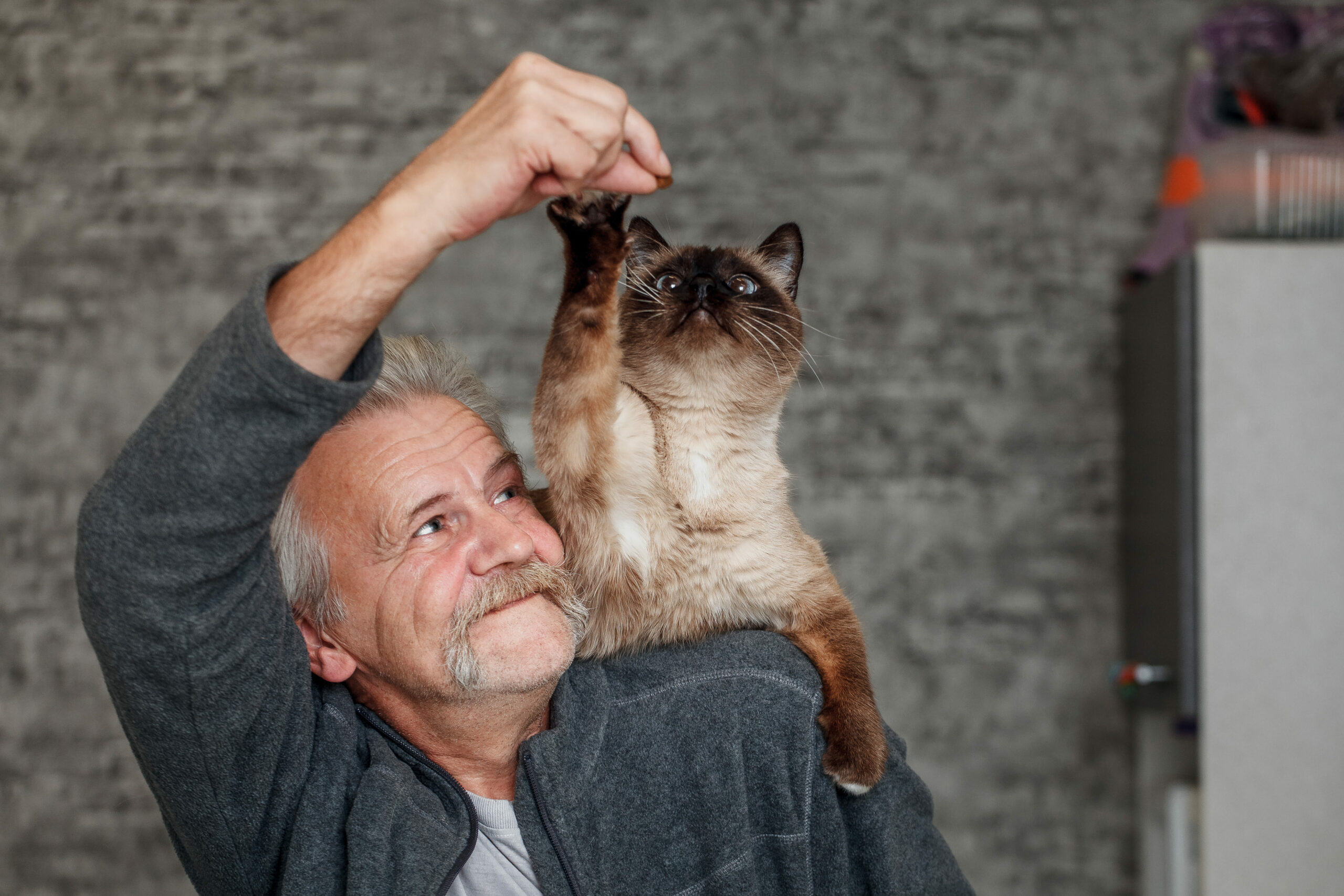 Gato no ombro do tutor, tentando alcançar um grão de ração.