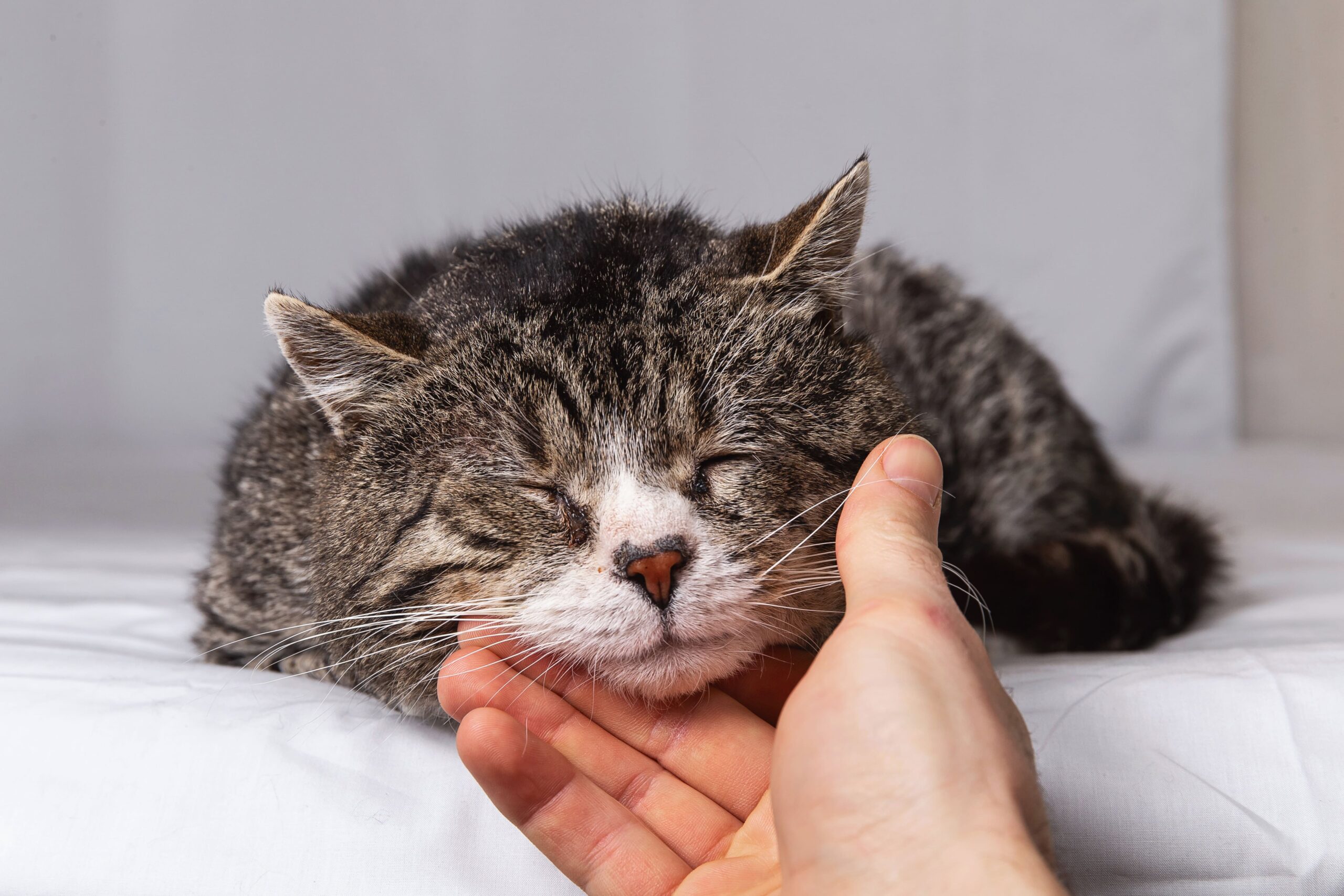 Gato deitado e recebendo carinho no rosto.