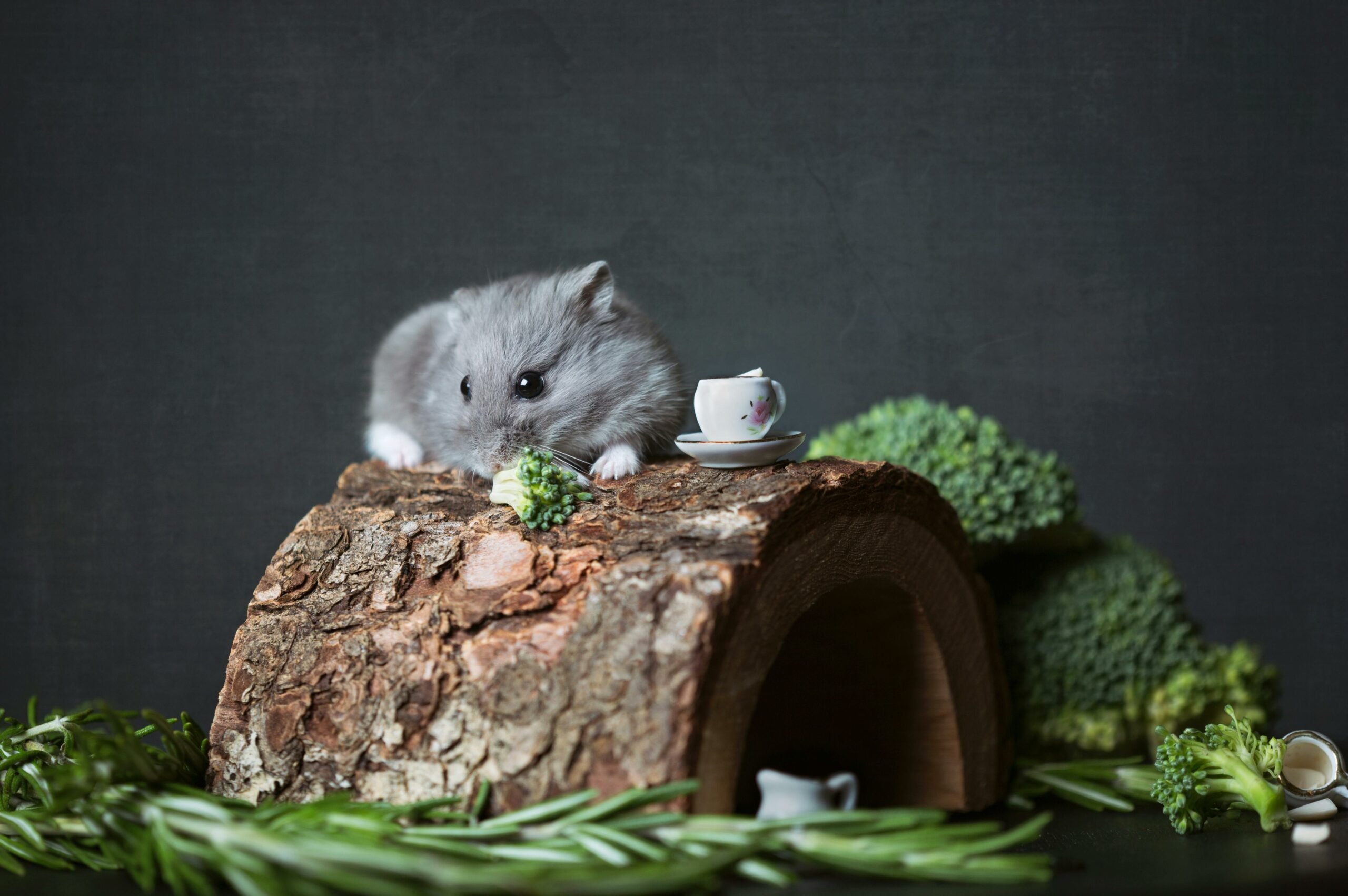 Hamster comendo brócolis.