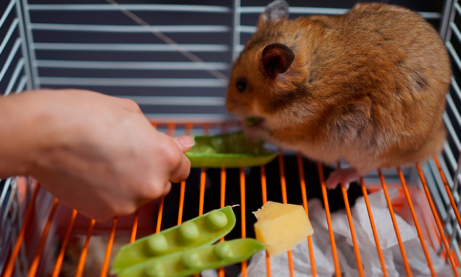 Hamster comendo na gaiola.