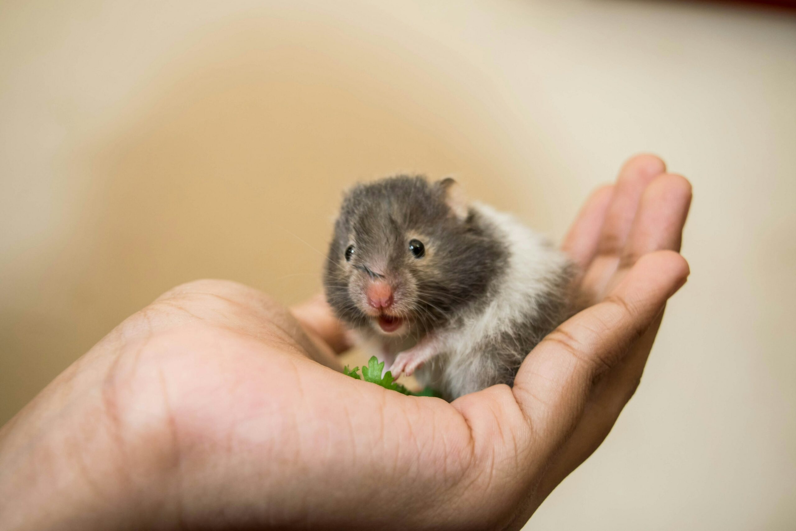 Hamster comendo na mão da tutora.