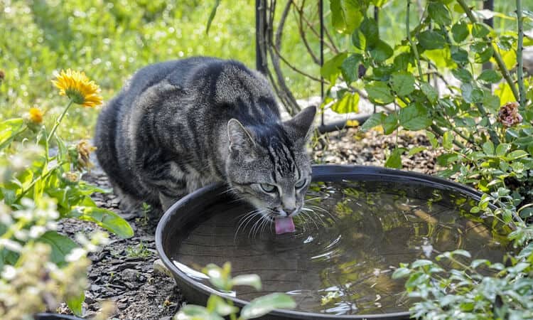 Gato bebendo água.