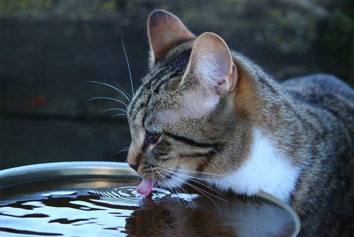 Gato bebendo água.