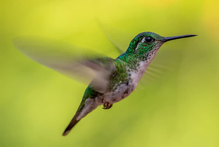 Beija-flor voando.