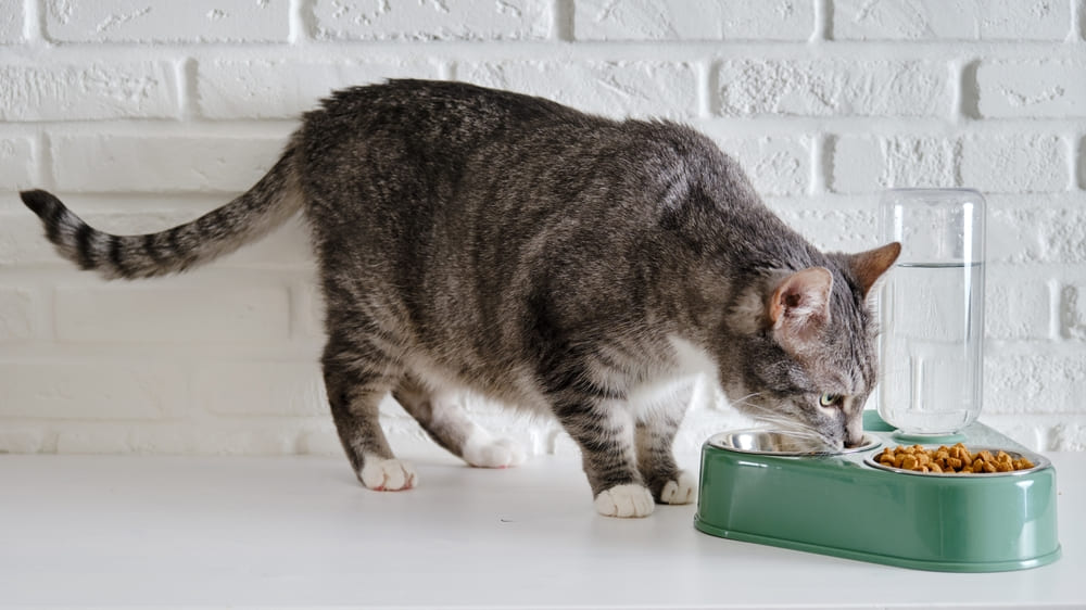 Gato comendo num comedouro verde.