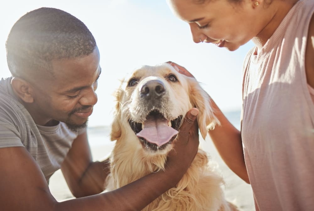 Homem e mulher fazendo carinho num cachorro golden.