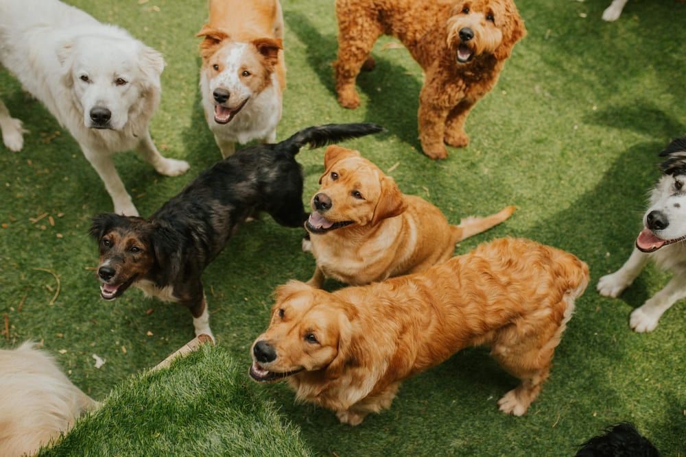 7 diferentes cachorros num ambiente ao ar livre com chão de grama.