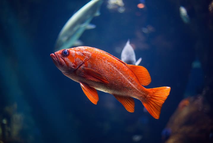 Peixe laranja no aquário.